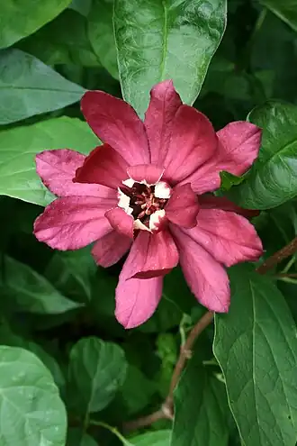 Calycanthus x raulstonii 'Hartlage Wine'