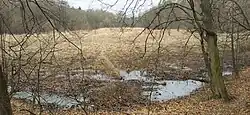Údolí plesenského potoka, bývalý rybník (dnes mokřad) pod Hůrou.