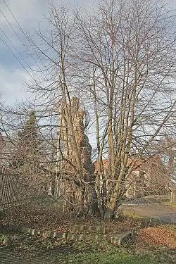 Úhrovská lípa