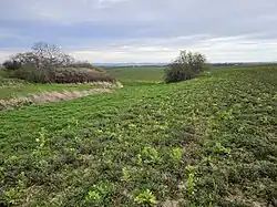 Úvalno - slovanské rovinné neopevněné sídliště v polích jihozápadně od vsi (stav v březnu 2024) (7).jpg