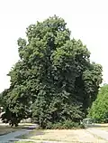 Čajkovského lípa (obvod kmene ve výšce 1,3m: 290 cm, výška: 18 m, stáří: 100-120 let) (pořízeno: srpen 2015)
