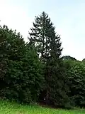 Čarovný smrk