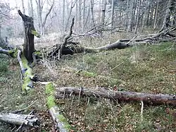 Čerňavina (2011)