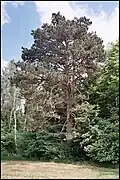 Černá borovice u Líbala za obcí Ktiš.