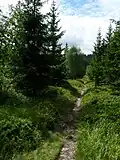 Černá skála-Šeřín, Krkonoše, stezka