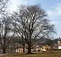 Červený buk v Lomnici