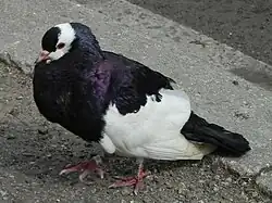 nemocně vyhlížející český stavák sedlatý černý