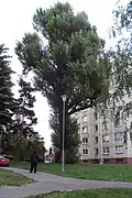 Topol černý na sídlišti Sever v České Lípě