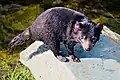 Ďábel medvědovitý v Zoo Praha