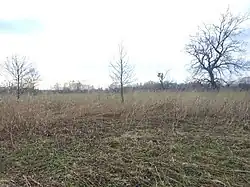 Rákosiny