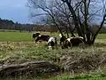 Krávy na louce
