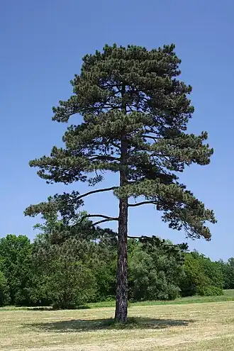 solitérní borovice černá