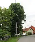 Lípa v Šanově
