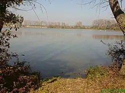 Šingrot
