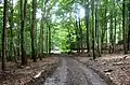 V těchto místech nad Přípeří se nacházel starý lom "Schnellberg".