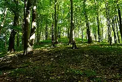 Svah Špičáku