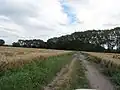 Porost v toku