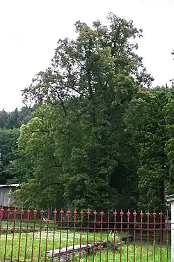 Jírovec v zahradě