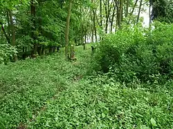 Židovský hřbitov