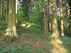 Žestov