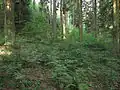 Nálety