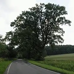 Žižkovy duby