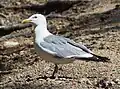 Larus vegae mongolicus