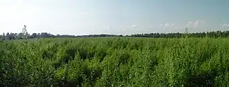 Pole před dřívější státní hranicí