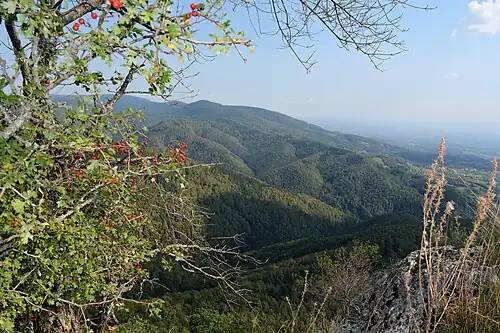 Kozara