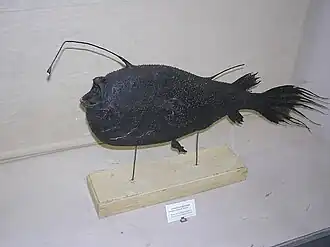 alternativní popis obrázku chybí