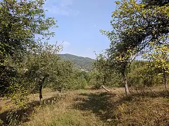 Jabloňový sad v Třepetystém