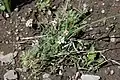 Androsace barbulata[13]
