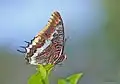 Ostruhák jižní (Charaxes jasius)