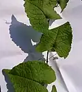 Listy antigononu mexického