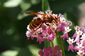 Sršeň žlutavá (Vespa simillima)