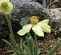 Žlutě kvetoucí druh M. integrifolia