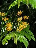 Křídlok Pterocarpus indicus, charakteristická dřevina zaplavovaných půd