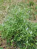 Elsholtzia ciliata – celkový habitus
