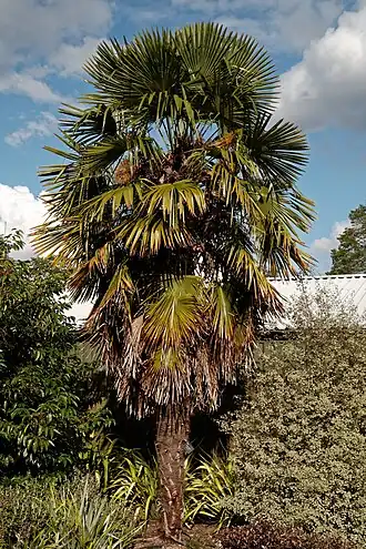 Trachycarpus fortunei v Londýně