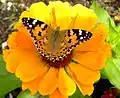 Vanessa cardui na Zinnia elegans