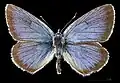 Cyaniris semiargus ♂