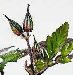 Poupata