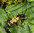 Tesařík skvrnitý (Strangalia maculata)