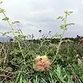 žlabatka růžová; hálka vytvořená na mladé rostlině těsně nad zemí (5 cm)