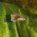Larva v otevřené hálce
