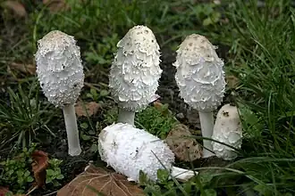 Hnojník obecný Coprinus comatus