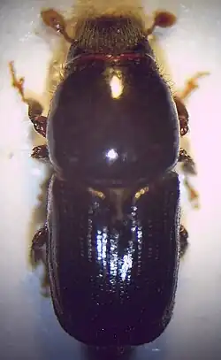 Bělokaz březový (Scolytus ratzeburgii)