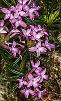 Lýkovec slovenský (Daphne arbuscula)[11]