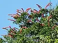 Kvetoucí Norantea guianensis