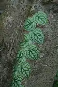 Juvenilní forma Monstera dubia